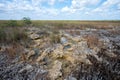 Solution holes in limestone exposed after prescribed fire in Everglades. Royalty Free Stock Photo