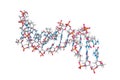 Solution-state structure of dna dodecamer duplex containing a cis-syn thymine cyclobutane dimer. Molecular model