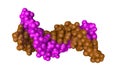 Solution-state structure of dna dodecamer duplex containing a cis-syn thymine cyclobutane dimer. Rendering with