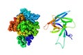 Solution structure and space-filling molecular model of human interleukin-33. Rendering based on protein data bank entry