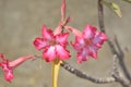 Somalense adenium flower
