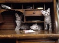 egyptian mau kittens Royalty Free Stock Photo