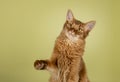 Somali cat on green background Royalty Free Stock Photo