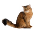 Somali cat isolated on white background Royalty Free Stock Photo