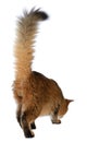 Somali cat isolated on white background Royalty Free Stock Photo