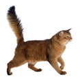 Somali cat isolated on white background Royalty Free Stock Photo