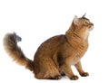 Somali cat isolated on white background Royalty Free Stock Photo