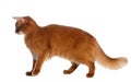 Somali cat isolated on white background Royalty Free Stock Photo