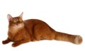 Somali cat isolated on white background Royalty Free Stock Photo