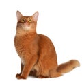 Somali cat isolated on white background Royalty Free Stock Photo