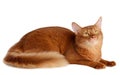 Somali cat isolated on white background Royalty Free Stock Photo