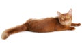 Somali cat isolated on white background Royalty Free Stock Photo