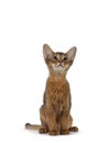 Somali cat kitten on white background Royalty Free Stock Photo