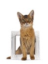 Somali cat kitten on white Royalty Free Stock Photo