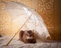 Somali cat portrait Royalty Free Stock Photo