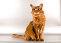 Somali cat portrait Royalty Free Stock Photo