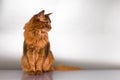 Somali cat portrait Royalty Free Stock Photo