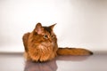 Somali cat portrait Royalty Free Stock Photo