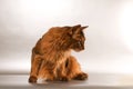 Somali cat portrait Royalty Free Stock Photo