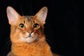 Somali cat portrait on dark background Royalty Free Stock Photo