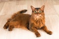 Somali cat portrait Royalty Free Stock Photo