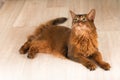 Somali cat portrait Royalty Free Stock Photo