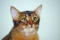 Somali cat portrait Royalty Free Stock Photo