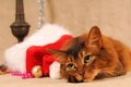 Somali cat portrait with Santa hat Royalty Free Stock Photo