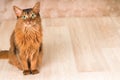 Somali cat portrait Royalty Free Stock Photo