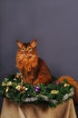 Somali cat ruddy color Christmas portrait