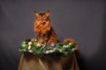 Somali cat ruddy color Christmas portrait