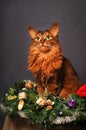 Somali cat ruddy color Christmas portrait