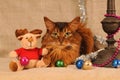Somali cat ruddy color holiday portrait
