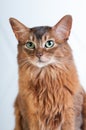 Somali cat ruddy color portrait Royalty Free Stock Photo