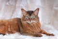 Somali cat ruddy color portrait Royalty Free Stock Photo