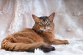 Somali cat ruddy color portrait Royalty Free Stock Photo