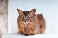 Somali cat ruddy color portrait Royalty Free Stock Photo