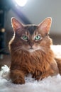 Somali cat ruddy color portrait Royalty Free Stock Photo