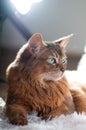Somali cat ruddy color portrait Royalty Free Stock Photo