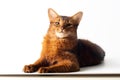 Somali cat ruddy color on white background Royalty Free Stock Photo
