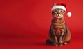 a Somali cat in a Santa hat, red background, empty space on the right side Royalty Free Stock Photo