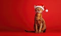 a Somali cat in a Santa hat, red background, empty space on the right side Royalty Free Stock Photo