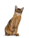 Somali cat on white background Royalty Free Stock Photo