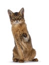 Somali cat on white background Royalty Free Stock Photo