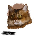 Somali Fox cat, long-haired Abyssinian, blue Somali kitten isolated. Digital art illustration pussy kitten portrait, feline food