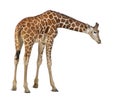 Somali Giraffe Royalty Free Stock Photo