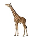 Somali Giraffe Royalty Free Stock Photo