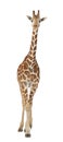 Somali Giraffe Royalty Free Stock Photo