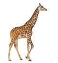 Somali Giraffe Royalty Free Stock Photo