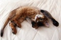 Somali kitten Royalty Free Stock Photo